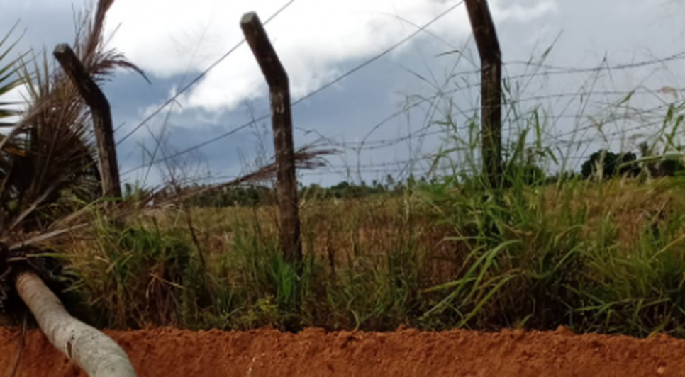 Queda de coqueiro deixa vítima fatal e duas pessoas feridas / Foto: Foto: Portal A8SE/Reprodução