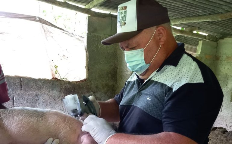 Sinfeagro reforça a necessidade da vacinação contra a Peste Suína Clássica