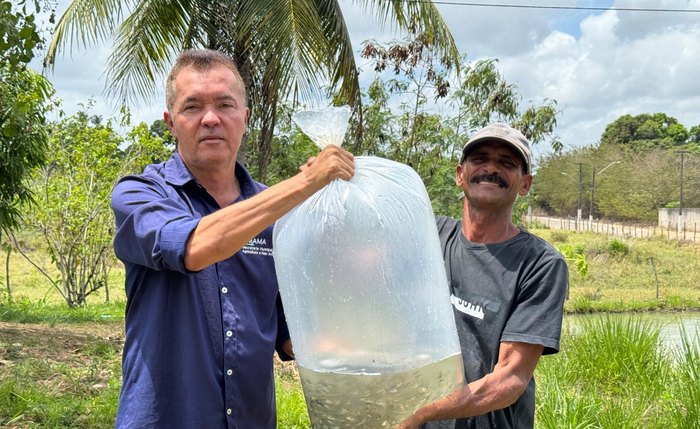 Piscicultor recebe alevinos de tilápia do Nilo para produção