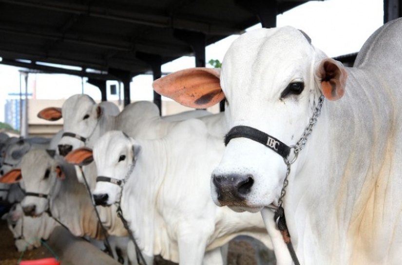 Adeal realiza desinfecção na Pecuária para a Expoalagoas Genética