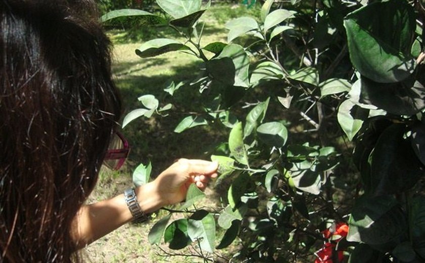 Técnicos inspecionam áreas verdes atacadas pela mosca negra do citros