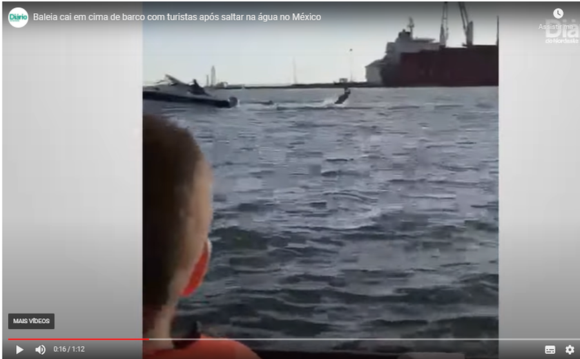 Baleia cai em cima de barco com turistas após saltar na água no México