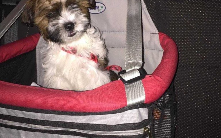 SMTT orienta maneira correta e segura de transportar animais de estimação em veículos