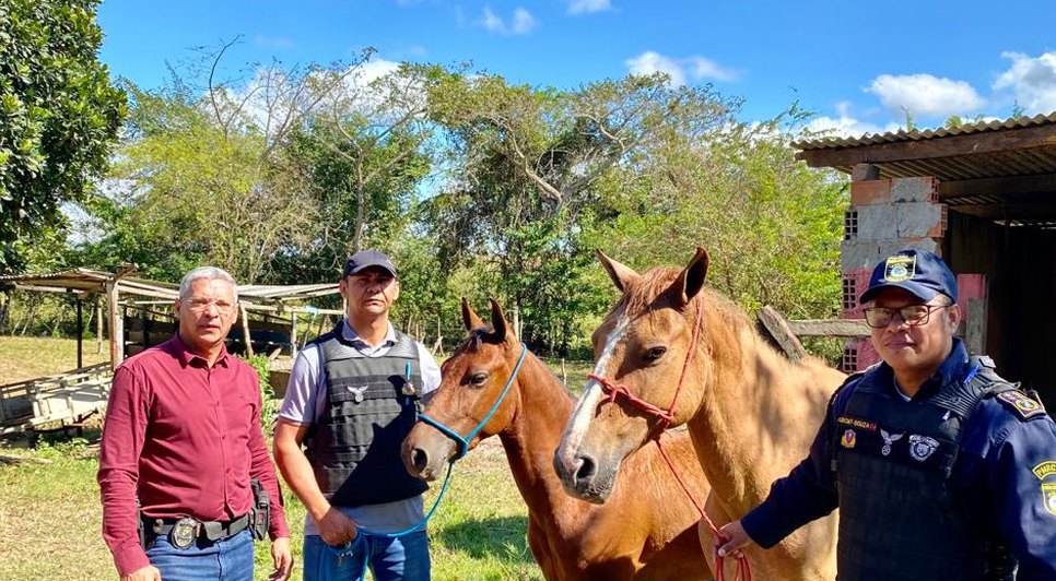 Cavalos avaliados em 12 mil reais são resgatados após roubo em Rosário do Catete / Foto: Foto: Reprodução