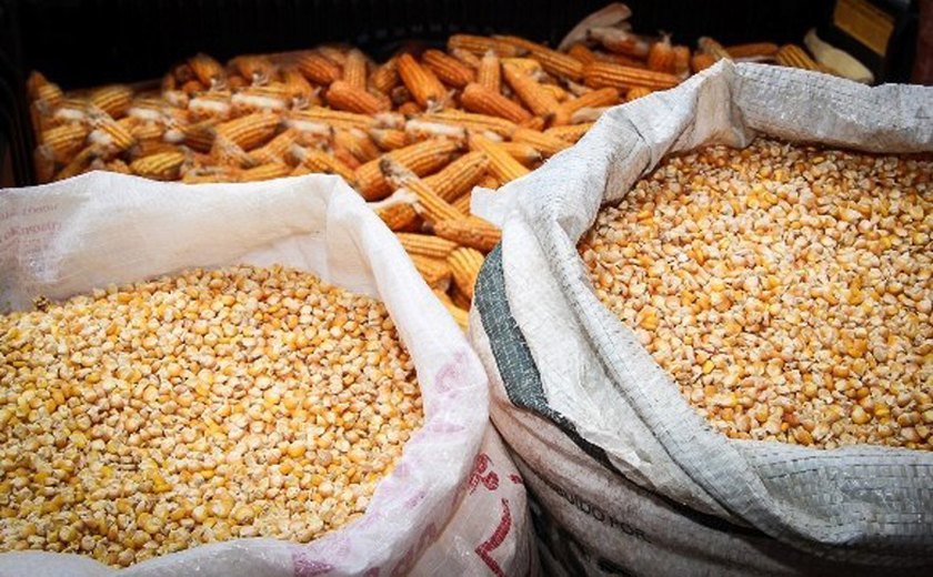 Mil toneladas de sementes beneficiam mais de 100 mil agricultores familiares em AL