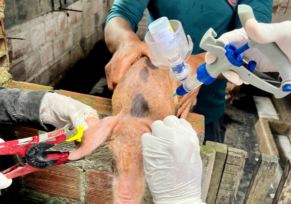 Vacinação contra a Peste Suína Clássica é prorrogada até dia 31 de dezembro