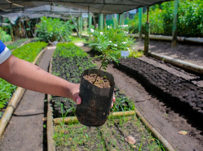 Disque Muda: Coruripe Mais Verde e Sustentável ao seu alcance