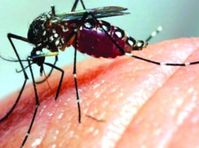 Chikungunya pode deixar paciente incapacitado