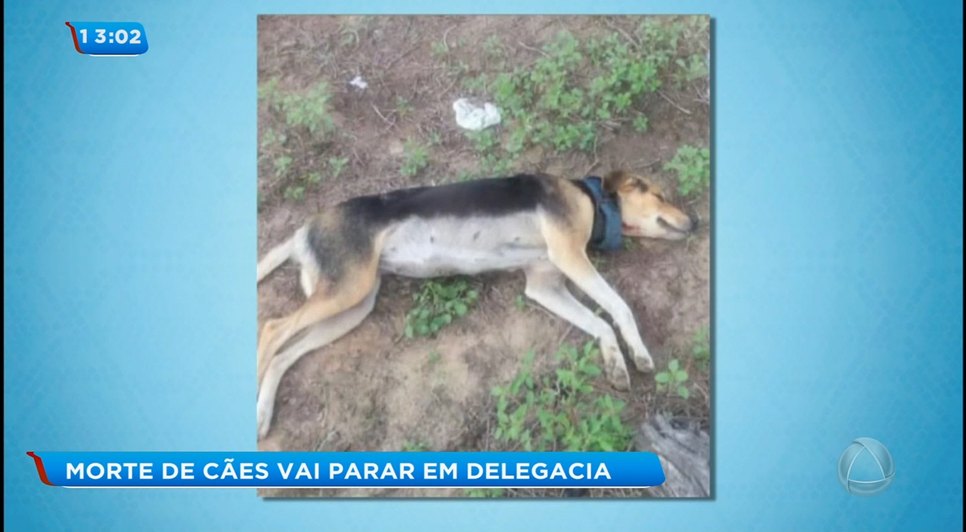 Cão morto