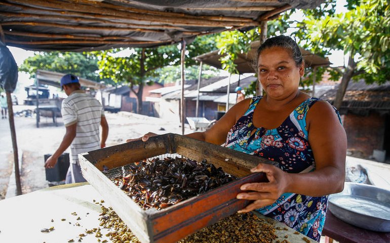 Projeto de lei institui o Dia Estadual da Marisqueira