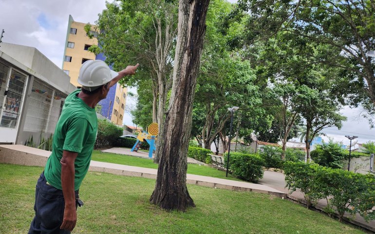 Arapiraca Verde: Prefeitura abre inscrições para o I Curso de Poda de Árvores