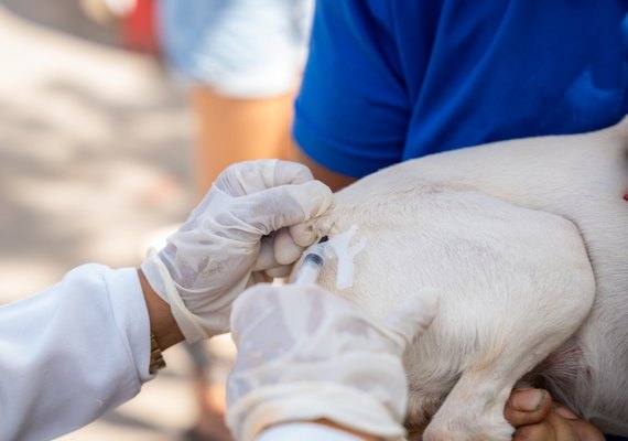 Maceió vacina quase 34 mil animais contra a raiva em segundo fim de semana da campanha