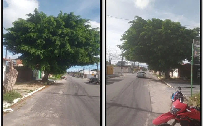 Em indicações, Aldo Loureiro pede corte de árvore e limpeza de galeria em bairros de Maceió