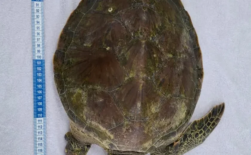 Tartaruga verde é resgatada em estado grave na Praia do Francês