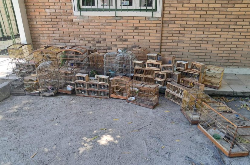 PM resgata aves ameaçadas de extinção durante Operação Feira Livre