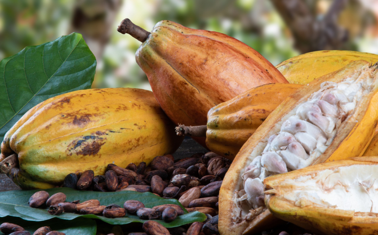 Impacto no chocolate? Vírus do mosaico moderado afeta cacau no Brasil. Entenda