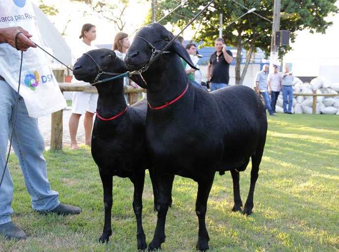 Expogenética em Alagoas tem programação até domingo