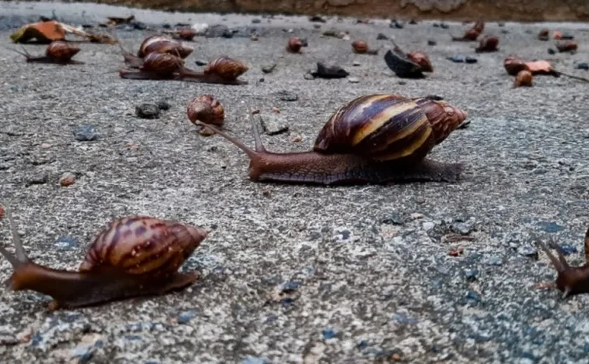 Cresce Preocupação em Maceió com Aumento de Caramujos Africanos