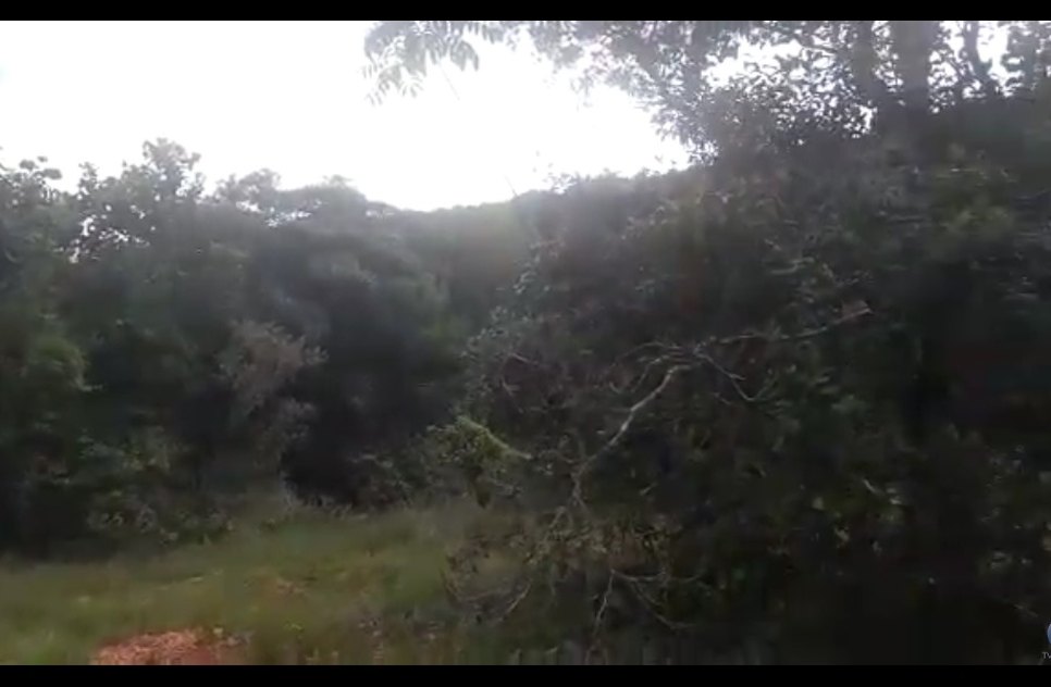 MATA DO JUNCO