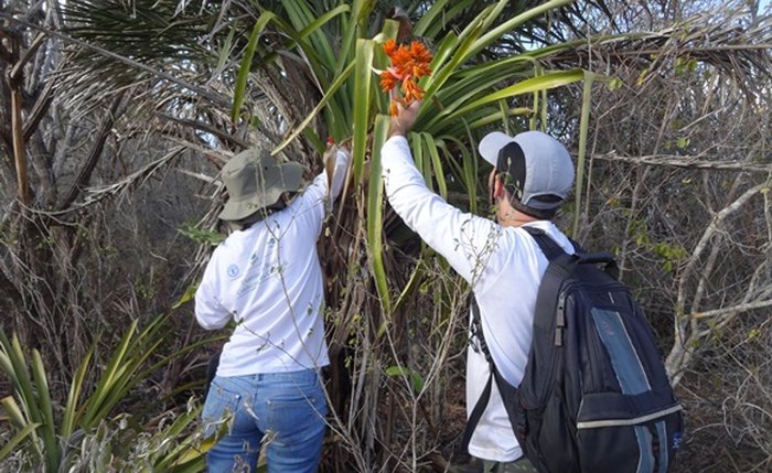 Ambientalistas percorreram áreas de Caatinga em Delmiro Gouveia e Olho D'Água das Flores (Fotos: Ascom/IMA)