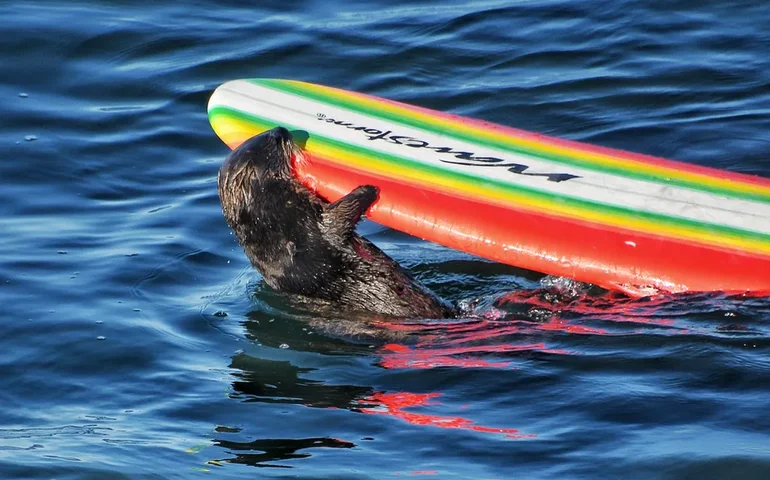 Prancha como isca, reação ágil e oceano mexido: autoridades da vida selvagem tentam capturar lontra ladra de pranchas