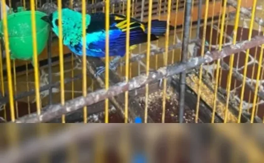 PF deflagra Operação Chauá para investigar sumiço de papagaios ameaçados de extinção em Alagoas