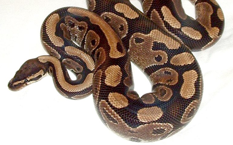 Faltam biólogos em instituições de resgate animal, diz especialista