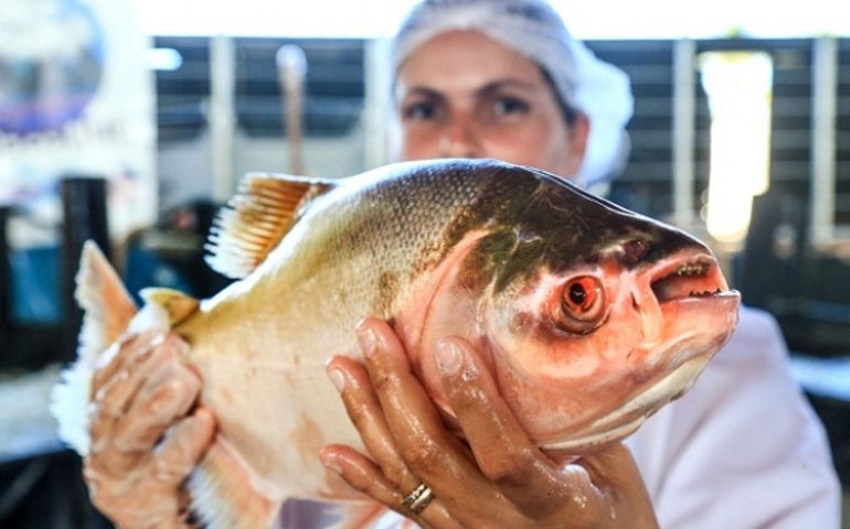 Seagri promove Feira do Peixe Vivo em Marechal Deodoro