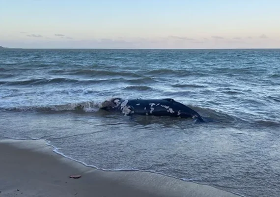 Baleia jubarte é encontrada morta e em decomposição na Barra de Santo Antônio