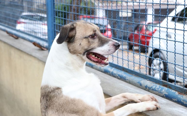 Selo para identificar locais que aceitam pets é lançado no Pará