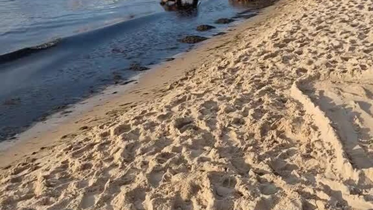 Javalis 'invadem' praia na Polônia e aproveitam dia de sol