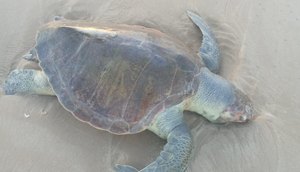 Tartaruga marinha é encontrada morta na Grande Aracaju