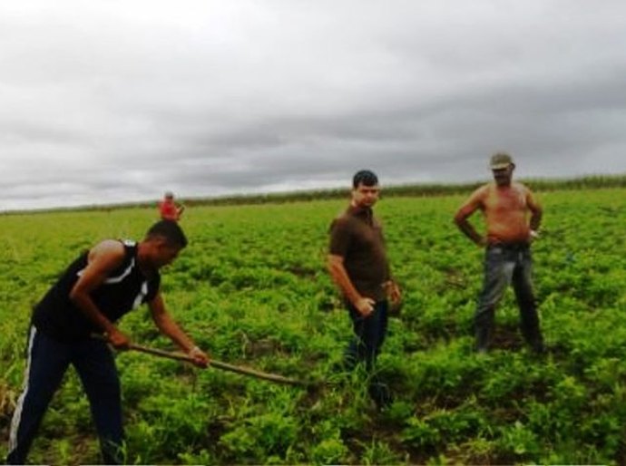Secretaria de Agricultura de Boca da Mata, incentiva Plantio de Amendoim