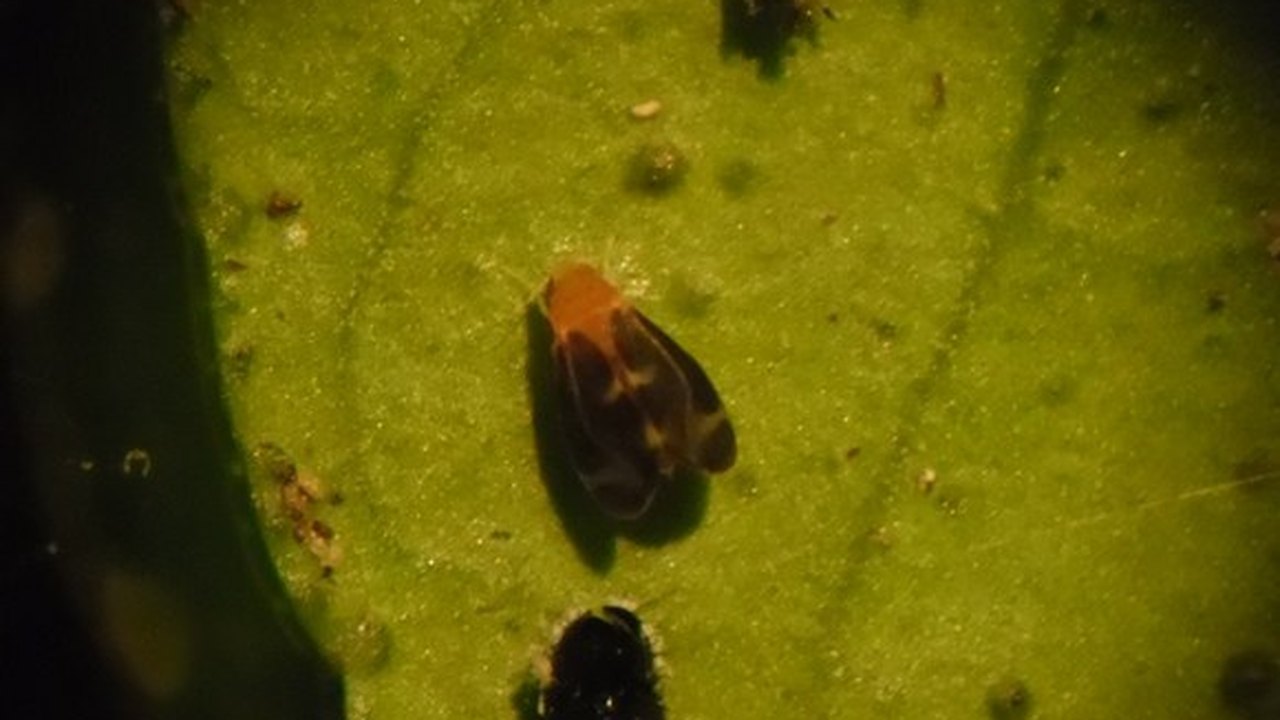 Praga da Mosca Negra dos Citros é detectada em Maceió