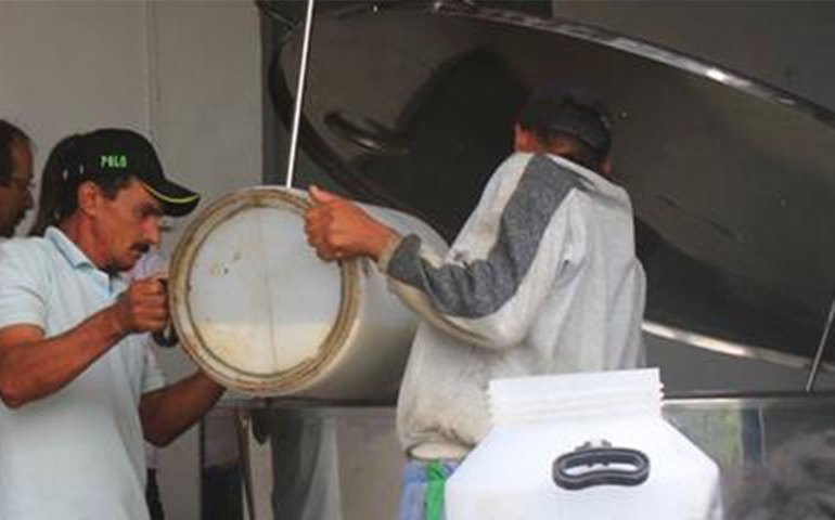 Programa Ouro Branco aumenta renda de produtores rurais em Palmeira dos Índios