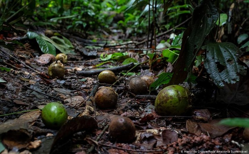 Ações humanas alteram dispersão de sementes na Amazônia, aponta estudo