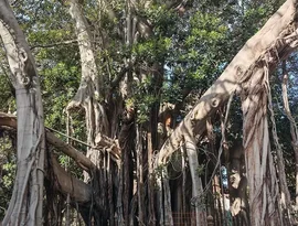 Cidade na Itália se mobiliza para salvar uma das maiores árvores da Europa