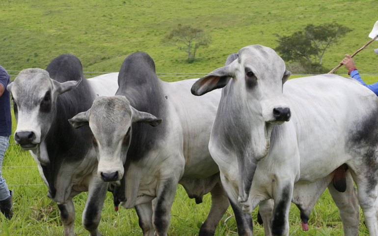 1º Leilão Brahman e Nelore democratiza genética zebuína de alta lucratividade