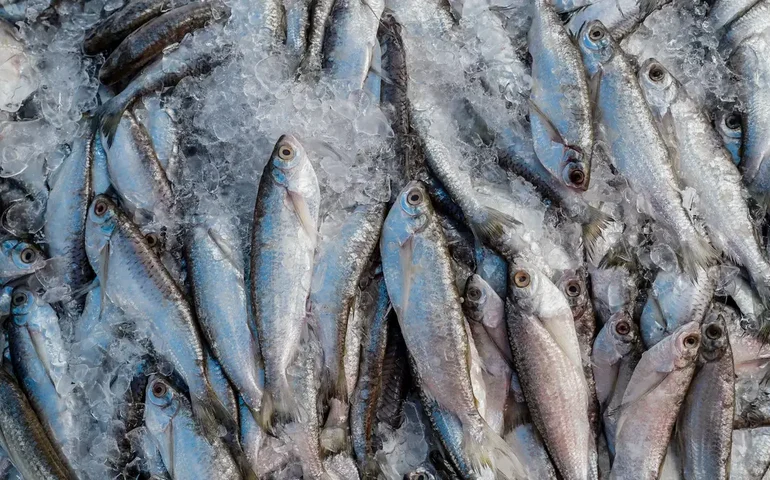 Abipesca pede que pescados brasileiros sejam excluídos de investigação sob Seção 301