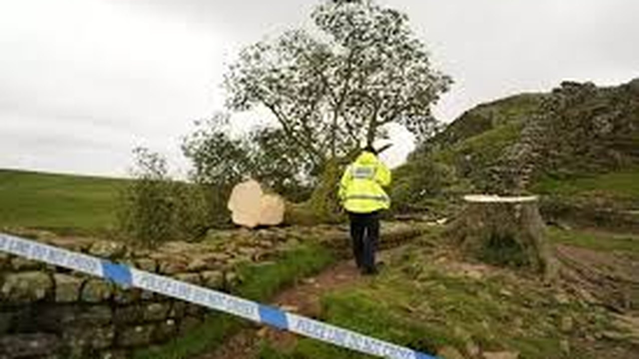 Sycamore Gap: dois homens são acusados ​​de derrubar famosa árvore de mais de 150 anos no Reino Unido