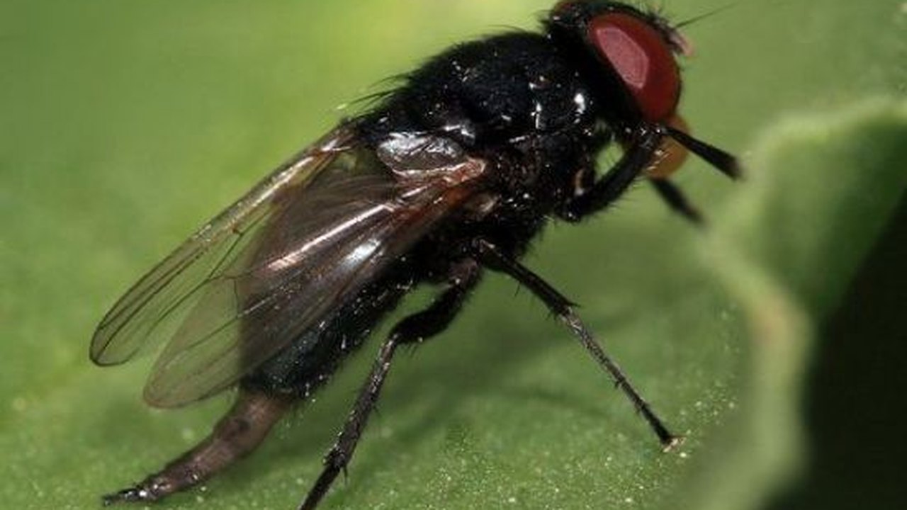 Mosca Negra dos Citros sai da Lista de Pragas Quarentenárias Presentes﻿