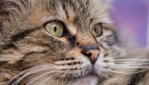 imagem-bonito-do-gato_1122-449.jpg