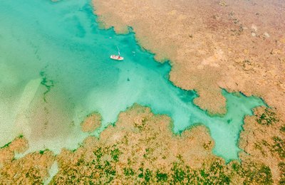 Projeto Corais de Alagoas chega a 500 corais em cultivo no mar do estado