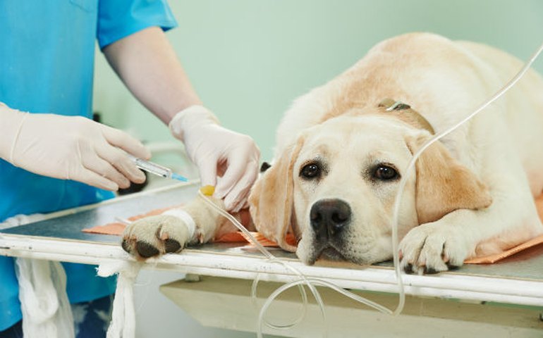 Outubro Rosa Pet alerta para importância da castração das fêmeas