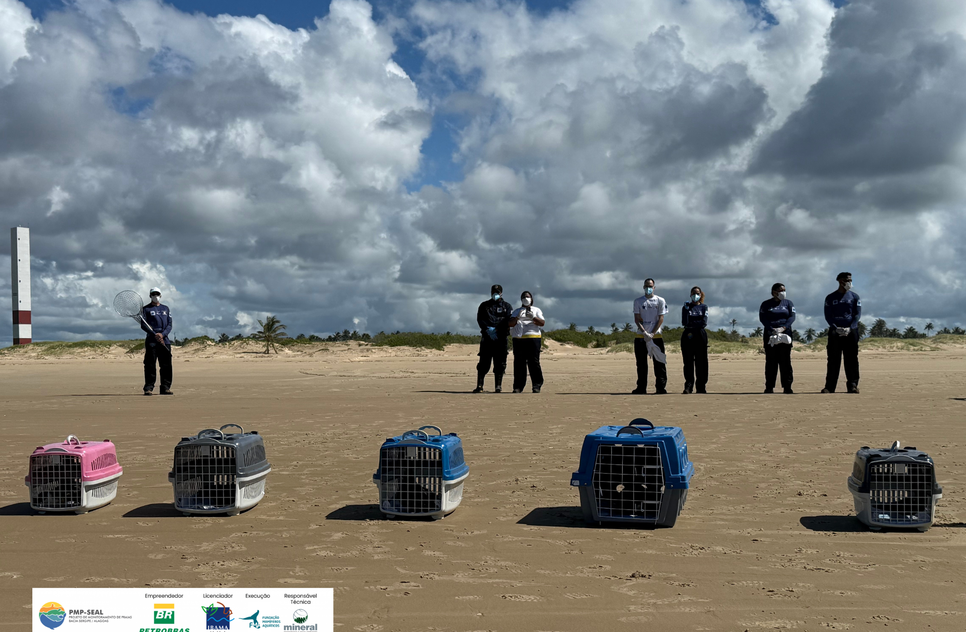 Cinco aves-marinhas posicionadas para início da soltura em Aracaju, Sergipe. Fonte PMP-SEAL - Acervo FMA / Foto: Foto: FMA
