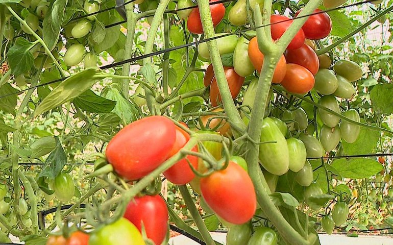 Tomate registra queda de preço pelo 2º mês consecutivo em maio, aponta Prohort da Conab