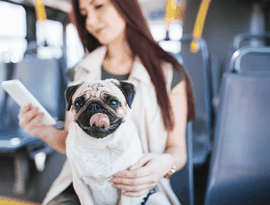 Cachorro pode andar de ônibus? Veja as cidades brasileiras em que isso é possível