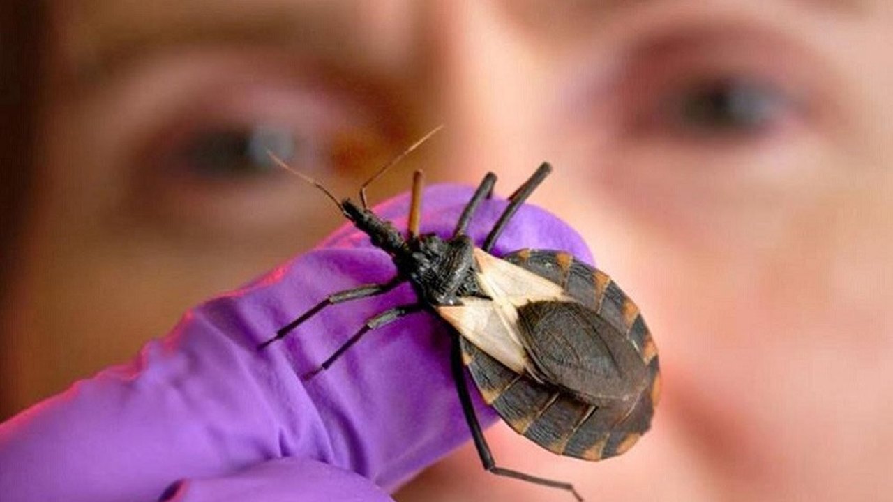 Saúde de Maceió orienta sobre diagnóstico e tratamento da Doença de Chagas