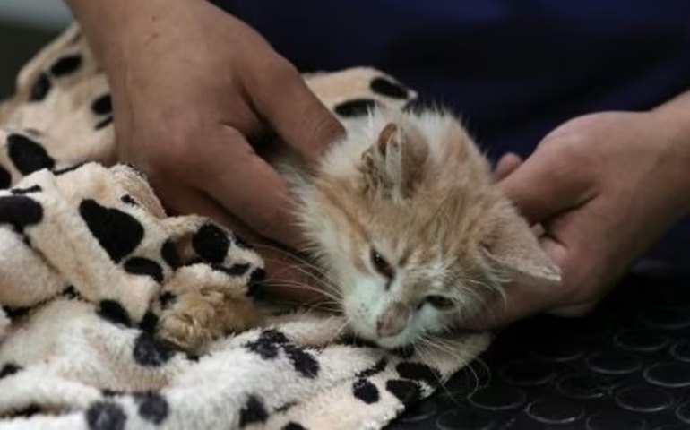 'Ilha dos gatos mortos': doença viral mata pelo menos 300 mil felinos no Chipre