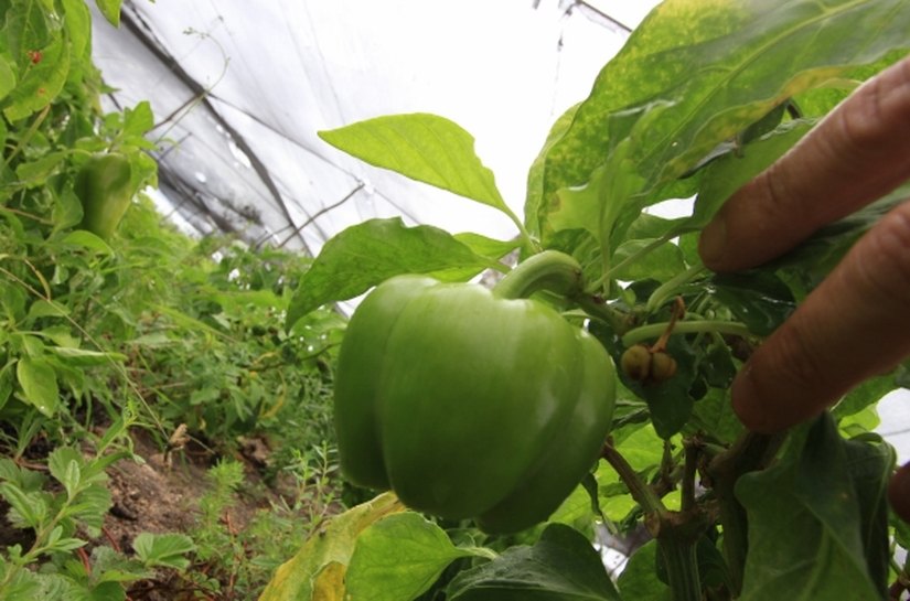 Interligar municípios para escoar produção do Canal do Sertão